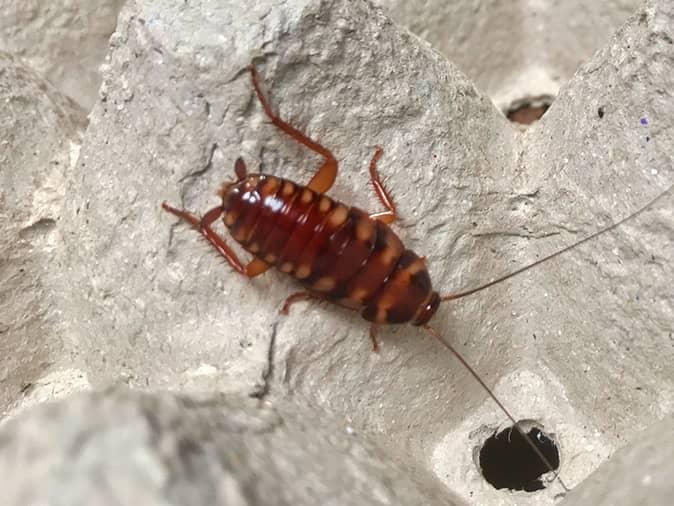 brown banded cockroach on a carboard box in a new jersey storage room