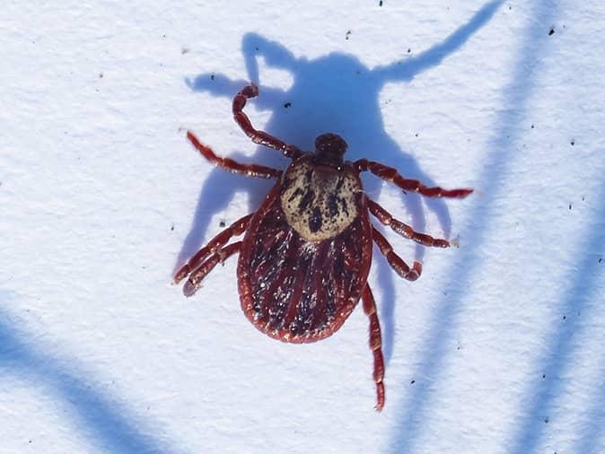 Brown Dog Ticks In New Jersey 