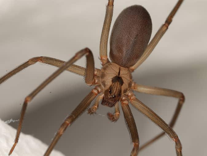 brown recluse spider inside a new jersey home