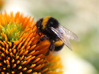 bumble bee pollinating a flower outside of a new jersey home