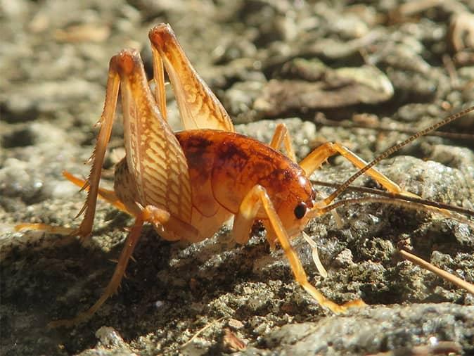 camel cricket on a new jersey driveway