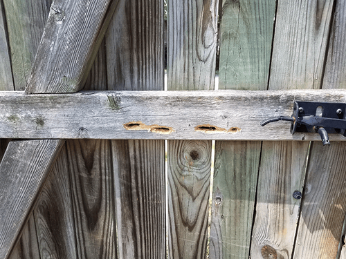 carpenter-bee-damage-on-new-jersey-fence