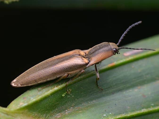 click beetle on a leaf on a house plant inside new jersey home