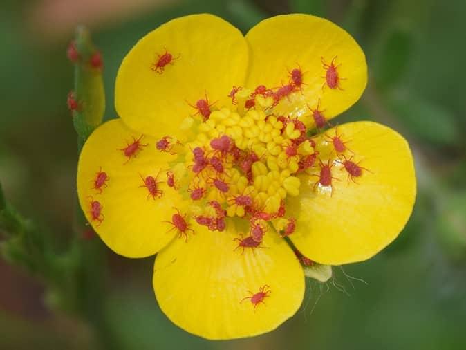 tiny red bugs on a yellow flower outside of a new jersey home