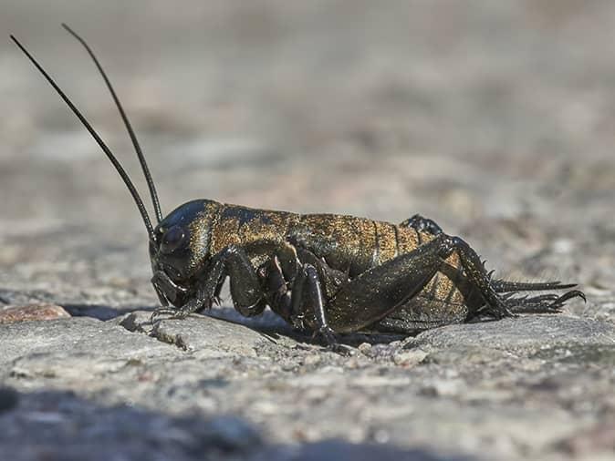 large black cricket on a driveway outside a new jersey home