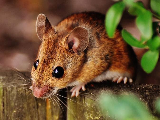 deer mouse outside new jersey garage looking for a way inside