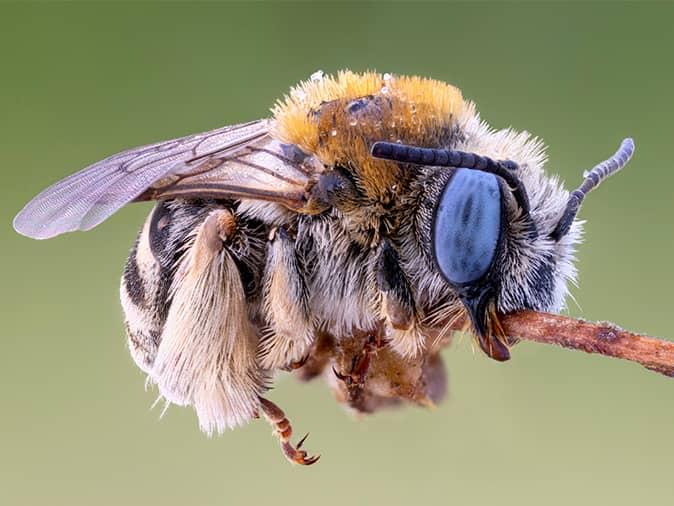 digger bee on a flower outside of a new jersey home