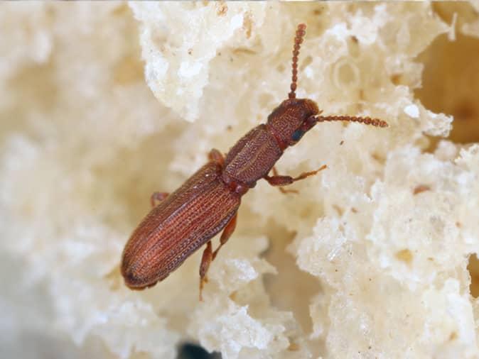 drugstore beetle inside a container of food in a new jersey home