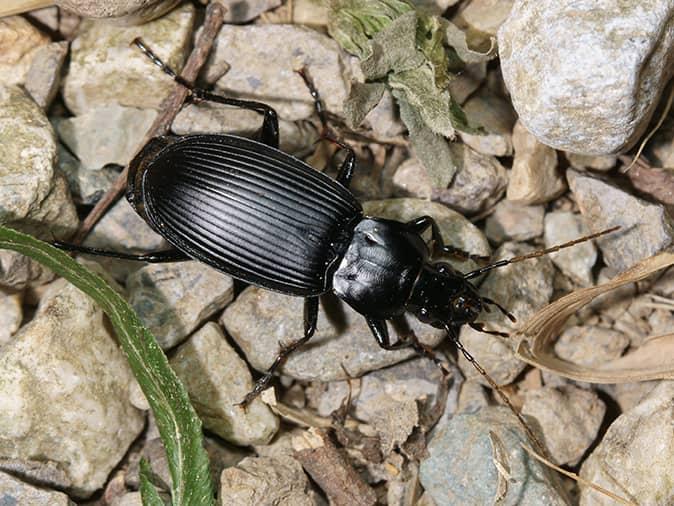 common black ground beetle