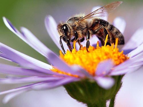 Honey Beekeeping - A Comprehensive Guide