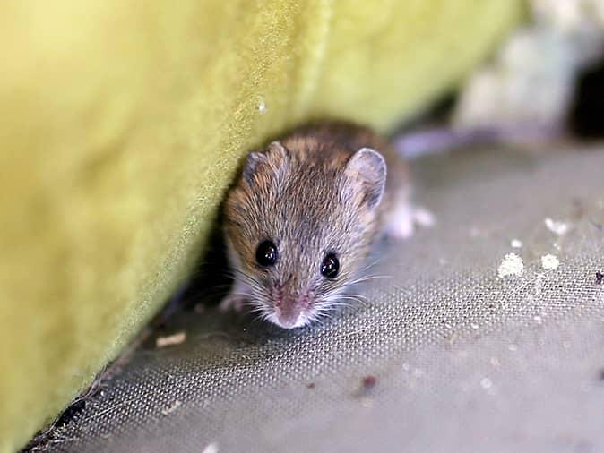 house mouse outside a new jersey home looking for an entry point inside
