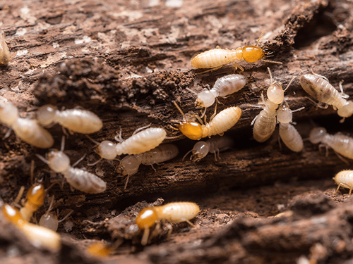 termite colony feeding on new jersey home