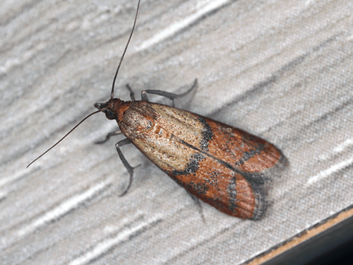 indian meal moth on the siding of a new jersey home