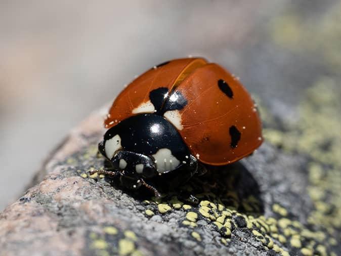 lady bug on a branch above a new jersey home roof