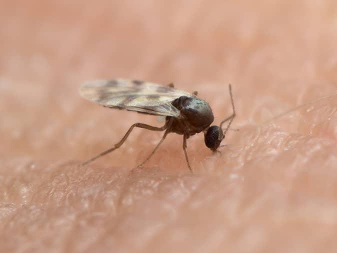 An Overview Of Midges In New Jersey