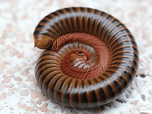 millipede in new jersey crawling across pavement