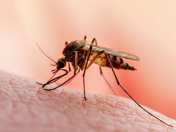 mosquito feeding on homeowners arm in new jersey back yard