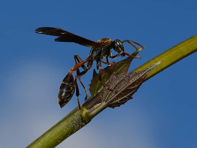 What are mud daubers?