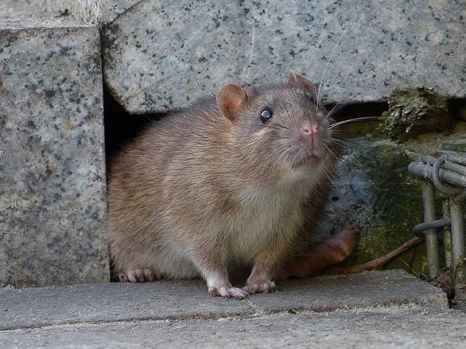 norway rat exiting from underneath a new jersey home looking for food