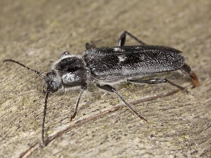 old house borer eating wood from new jersey homes wall