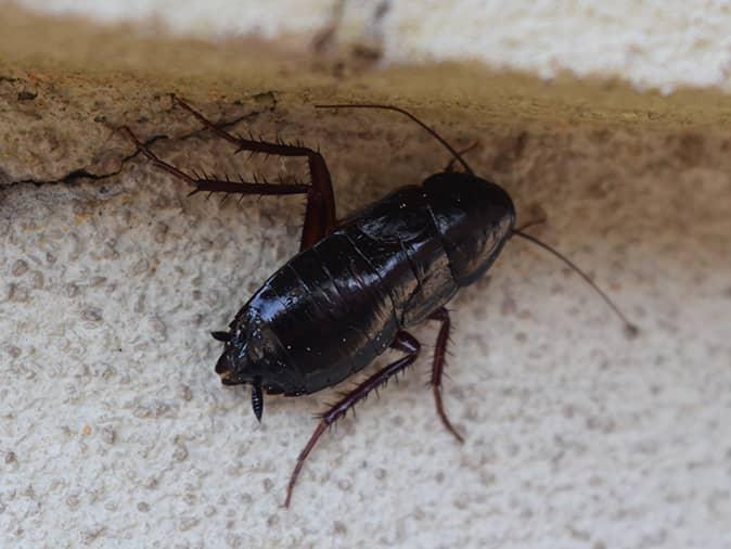 oriental cockroach in a new jersey bathroom hiding under a sink