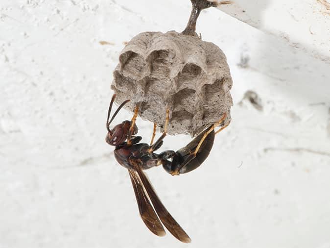 paper wasps hanging by its new above a new jersey front door