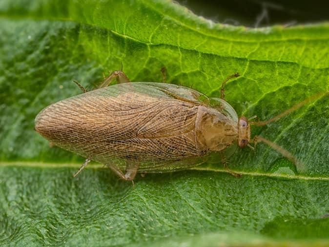 pa wood cockroach on a leaf outside a new jersey home