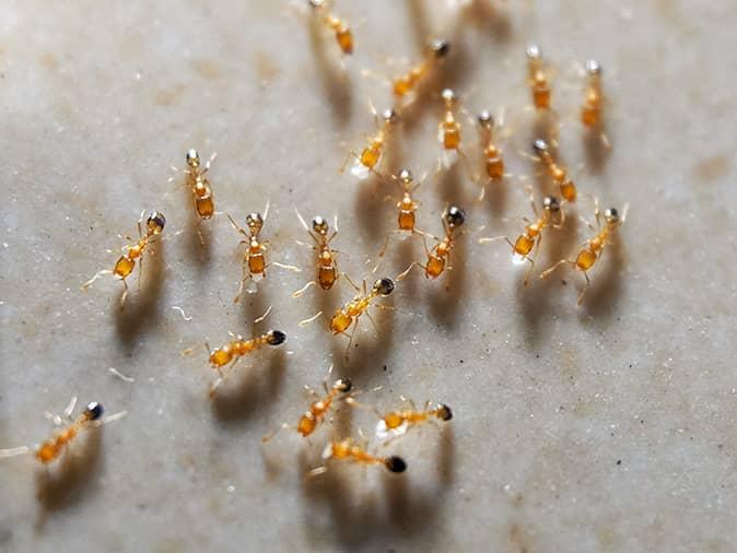 yellow ants on a kitchen floor in new jersey