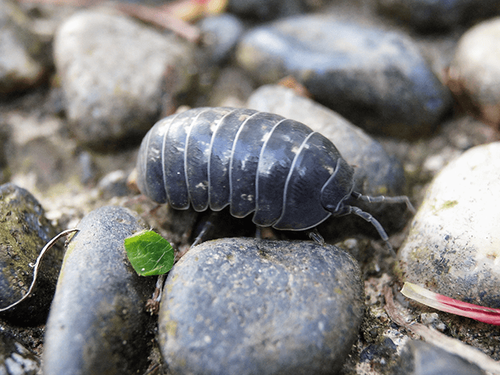 pillbug in a garden outside a new jersey home looking for a way inside