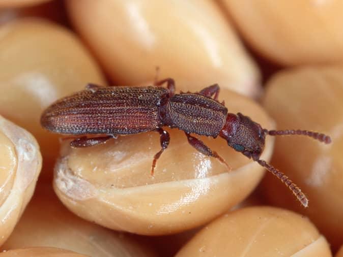 sawtoothed grain beetle