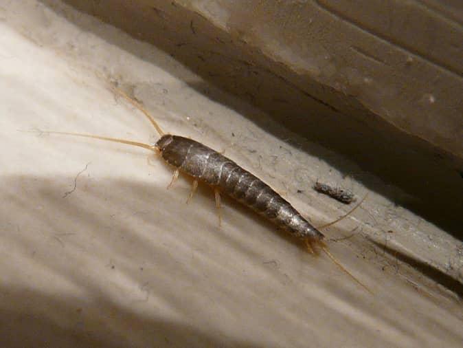 silverfish hiding under a bathroom sink