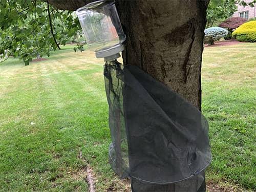 spotted lanternfly trap installed in monmouth county new jersey