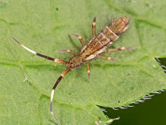 Springtails - Insects in the City