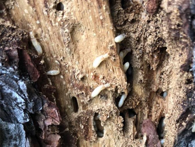 termites infesting a new jersey home in short hills