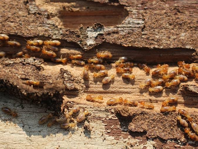 termite inspection revealing active colony of termites inside a new jersey home