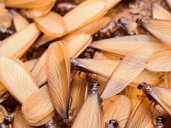 swarm of flying termites outside a new jersey home