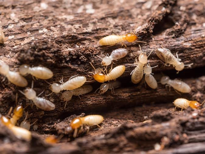colony of termites inside a new jersey home eating at the framing and structure of the home
