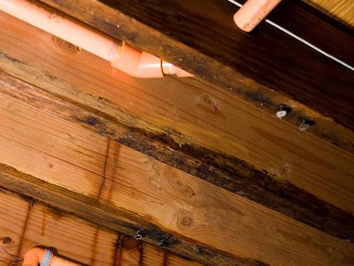 water damage inside NJ home attracts carpenter ants