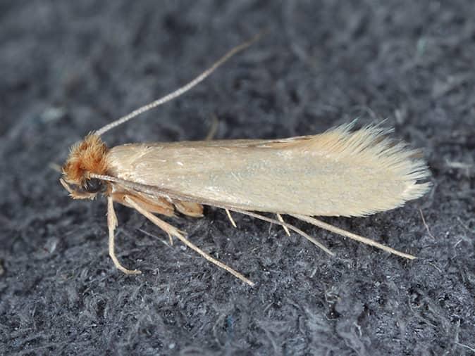 webbing cloth moth on a shirt in a new jersey closet