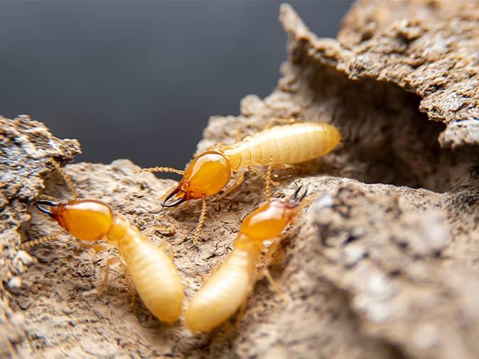 three termites all eating a new jersey home