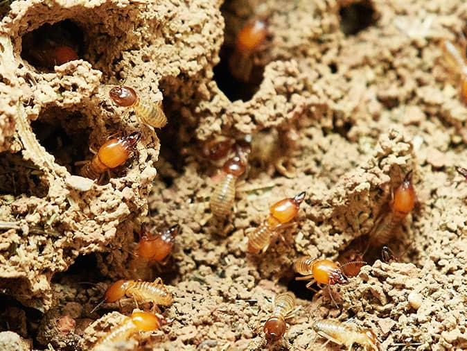 worker termites inside the walls of a new jersey home
