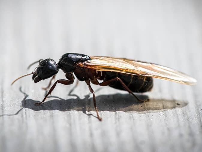 winged ant outside a new jersey home