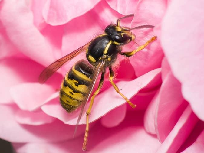 yellow jacket on a flower outside a new jersey home