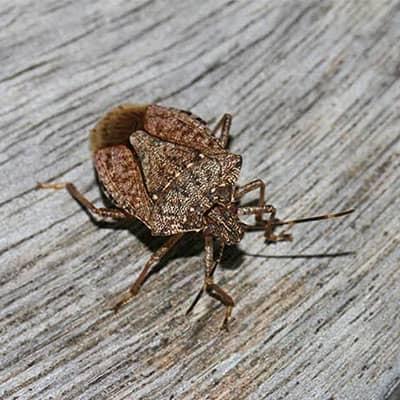 stink bug outside a franklin lakes nj home