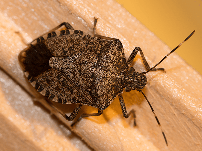 stink bug in nj