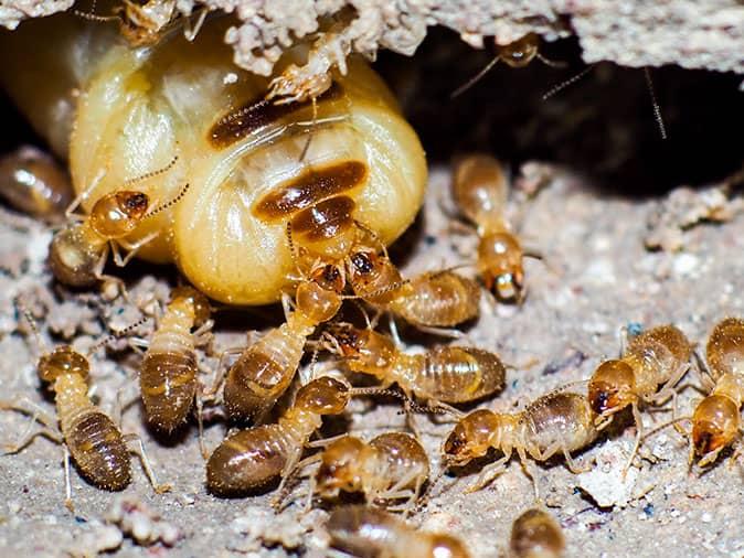 Subterranean Termite Primary Queen Nj 