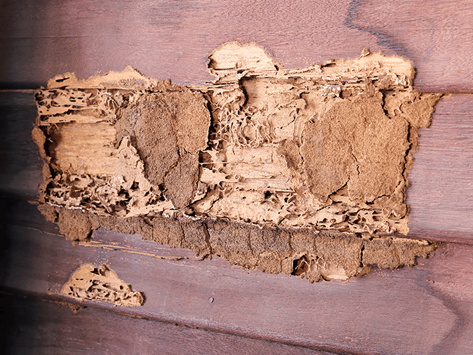 termite eating away at a new jersey home from inside the walls