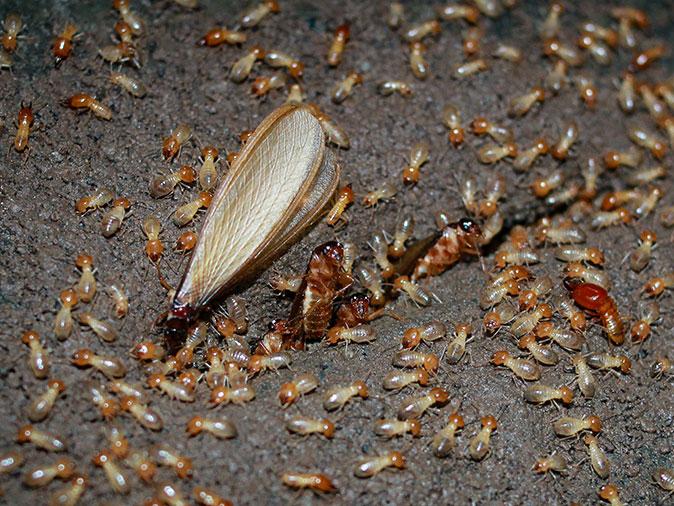 termite swarm emerging from new jersey garden