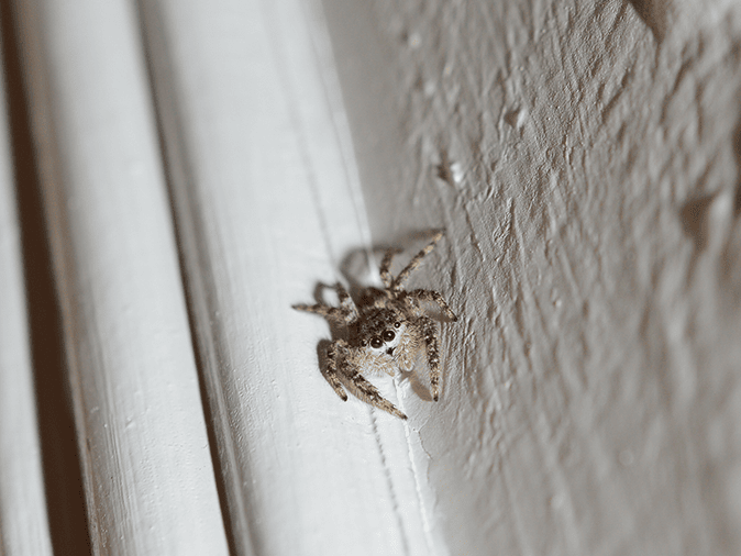 jumping spider in monmouth county, nj