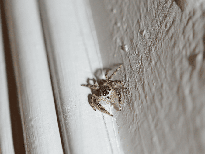 Jumping Spider Control: Effective Methods to Eliminate and Prevent – Aptive  Environmental